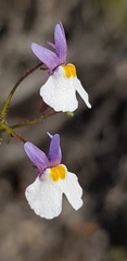 Nemesia psammophila