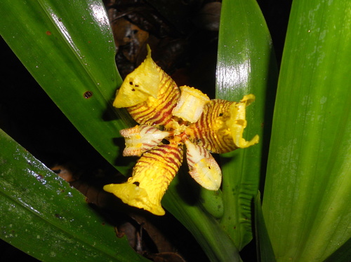 Trimezia brachypus