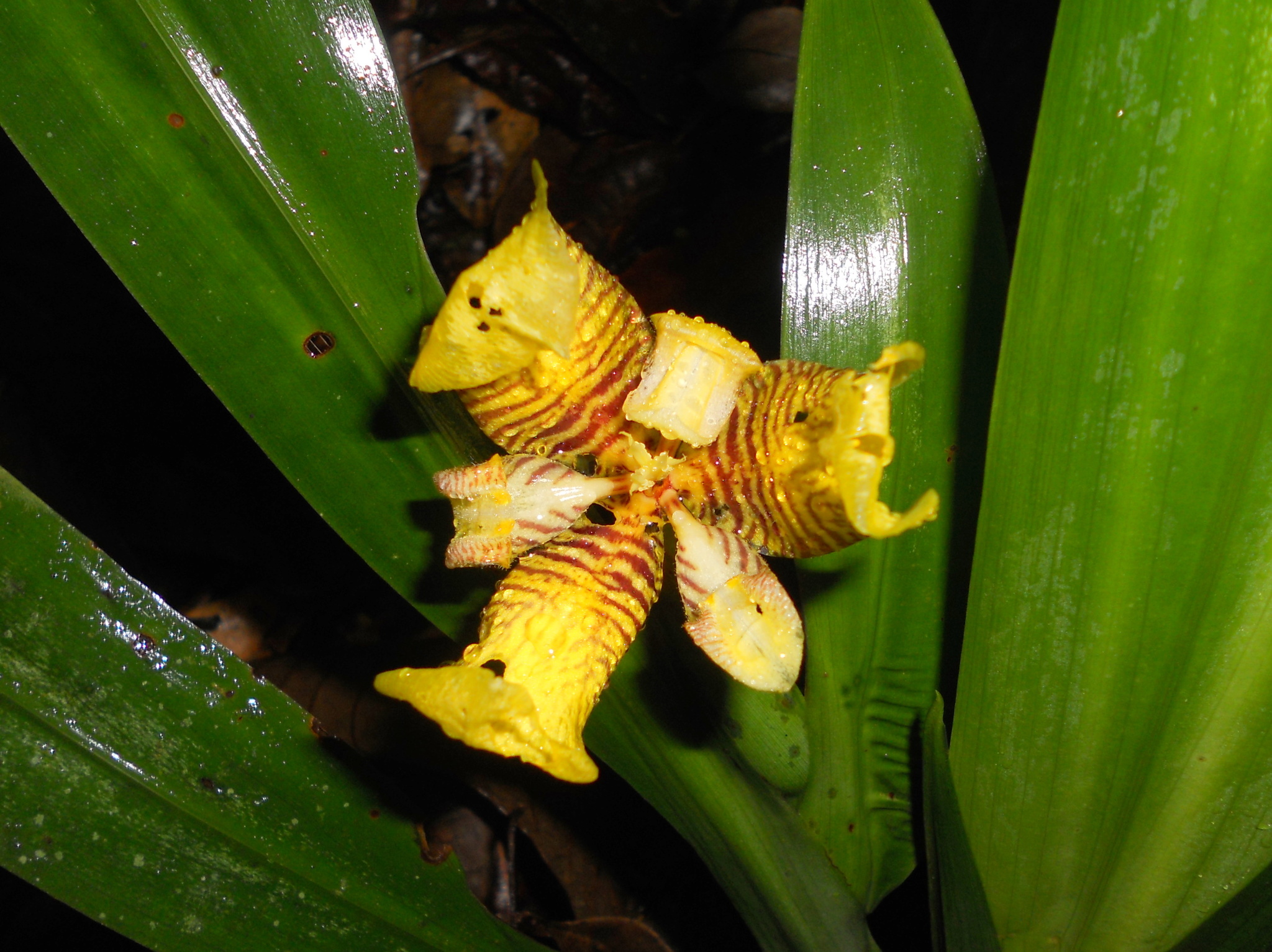 Trimezia brachypus