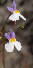 Nemesia psammophila