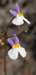 Nemesia psammophila