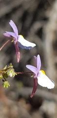 Nemesia psammophila