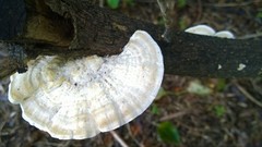 Trametes elegans
