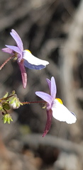 Nemesia psammophila