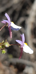 Nemesia psammophila