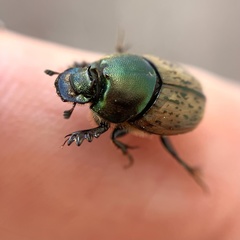 Onthophagus vacca