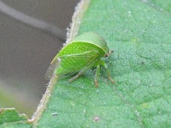 Spissistilus festinus