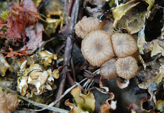 Arrhenia peltigerina