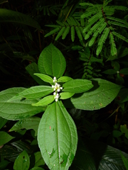 Ichthyothere granvillei