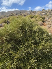 Genista acanthoclada