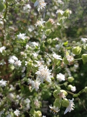 Moscharia pinnatifida