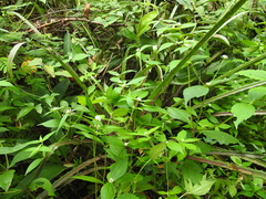 Ichthyothere granvillei