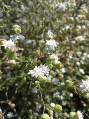 Moscharia pinnatifida