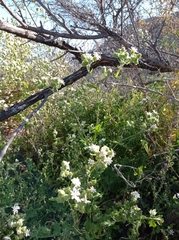 Moscharia pinnatifida