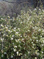 Moscharia pinnatifida