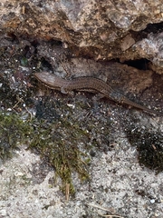 Podarcis muralis