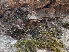 Podarcis muralis