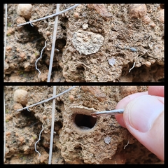 Synothele michaelseni