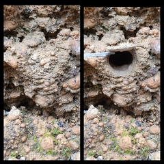 Synothele michaelseni