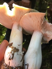 Tricholoma arvernense