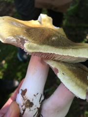 Tricholoma arvernense
