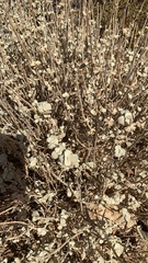 Pseudodictamnus mediterraneus