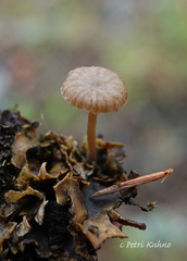 Arrhenia peltigerina