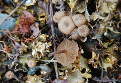 Arrhenia peltigerina