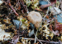 Arrhenia peltigerina