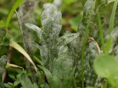 Podosphaera erigerontis-canadensis