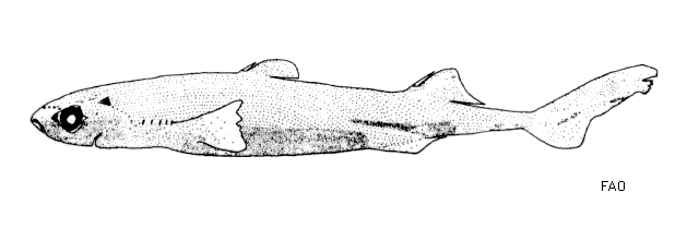Splendid Lanternshark