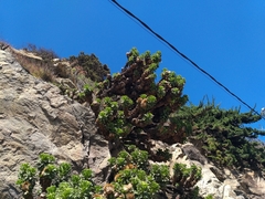 Haplopappus foliosus