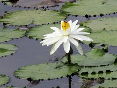 Nymphaea
