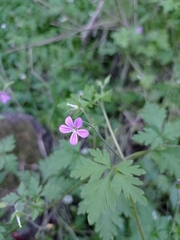 Geranium robertianum