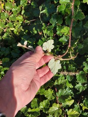 Rubus tricolor