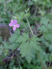 Geranium robertianum
