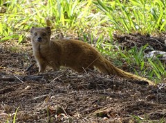 Cynictis penicillata penicillata