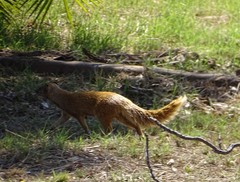 Cynictis penicillata penicillata