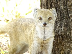 Cynictis penicillata penicillata