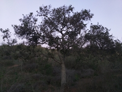 Schinus latifolia
