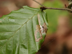 Stigmella hemargyrella