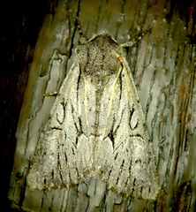 Fishia yosemitae