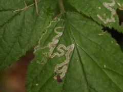 Stigmella splendidissimella