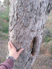 Schinus latifolia