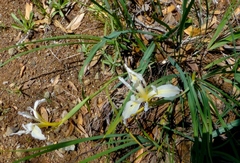 Iris fernaldii