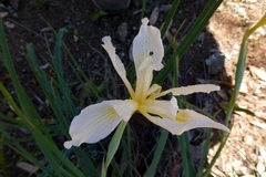 Iris fernaldii