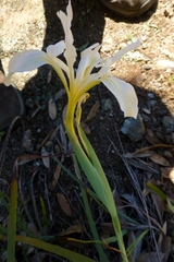 Iris fernaldii