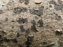 Biscogniauxia nummularia