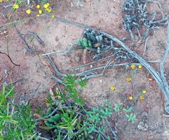 Brianhuntleya intrusa