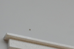 Araneae